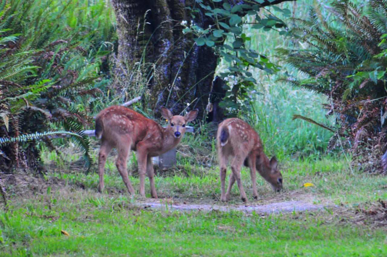 Lucky Mud Inn And Disc Golf Resort Skamokawa 外观 照片